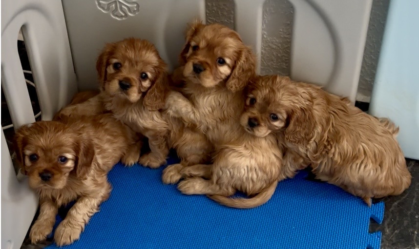Chiot Cavalier King Charles Spaniel Dreams Of Costa Blanca