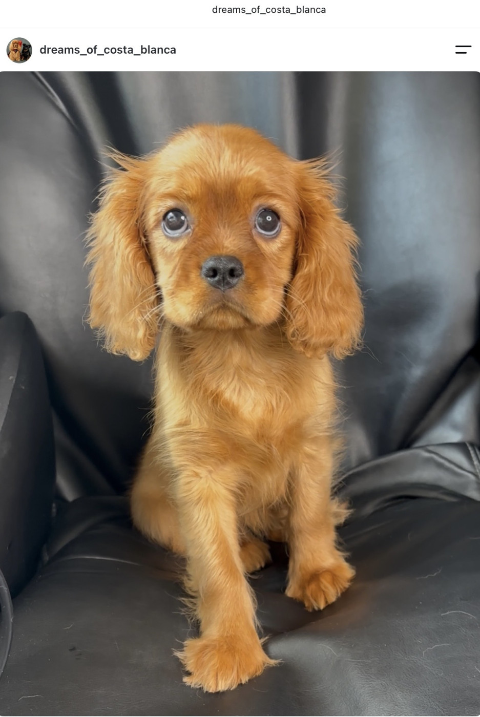 Dreams Of Costa Blanca - Chiots disponibles - Cavalier King Charles Spaniel