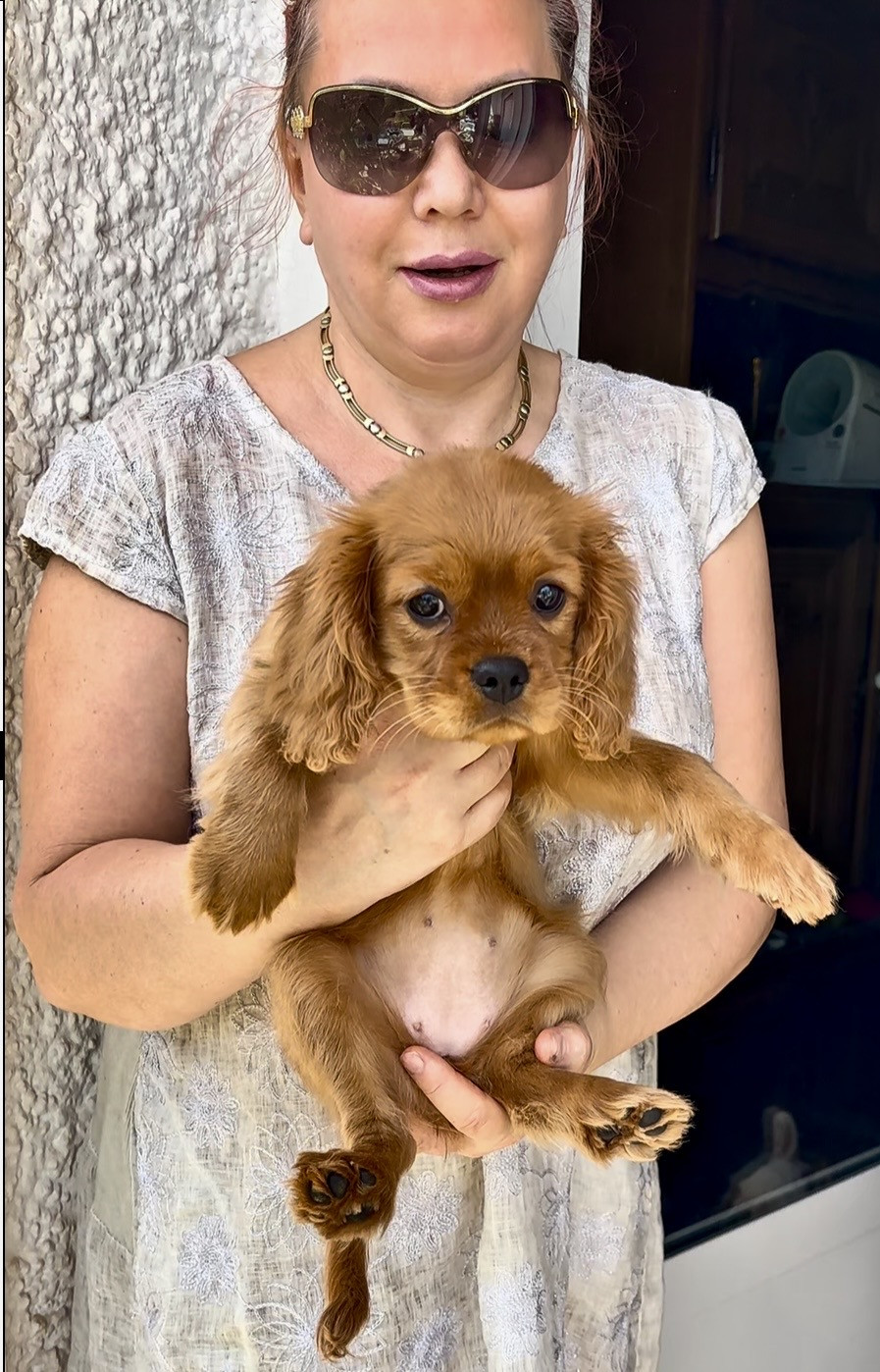 Dreams Of Costa Blanca - Chiots disponibles - Cavalier King Charles Spaniel